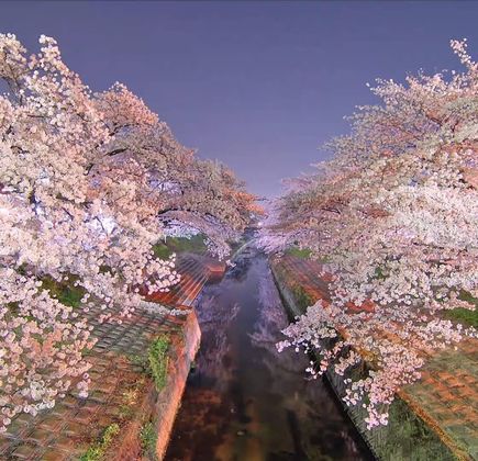 Onaka Park 1