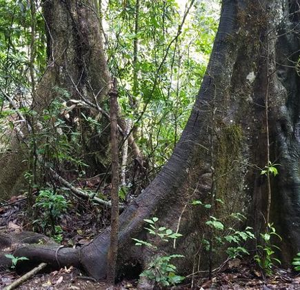 Ulidarra National Park 1