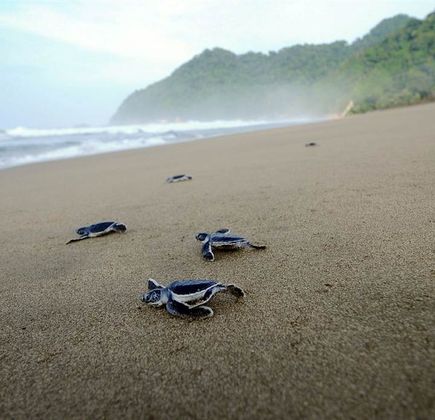 Sukamade Beach 1