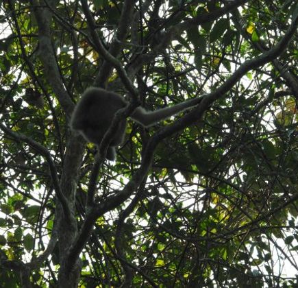 Hoollongapar Gibbon Sanctuary 1