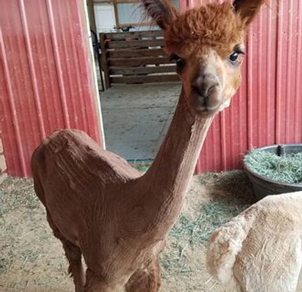Pleasant Journey Alpacas 1