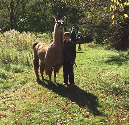 Carlson's Lovable Llamas 1