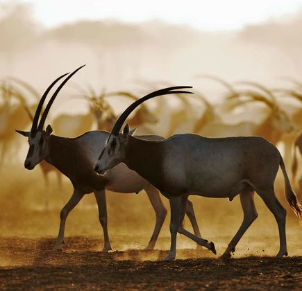 Arabian Wildlife Park 1