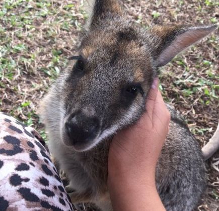 Fraser Coast Wildlife Sanctuary 1