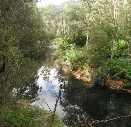 Fern Glade Reserve 1