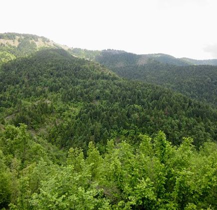 Fir of Hotova National Park 1