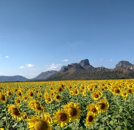 Khao Jeen Lae Sunflower Field 1