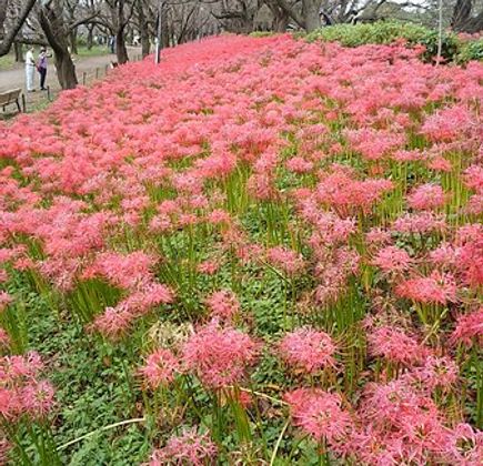 Gongendo Sakura Tsutsumi 1