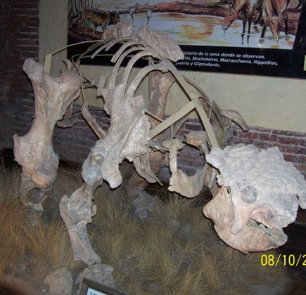 Museo Paleontologico 1