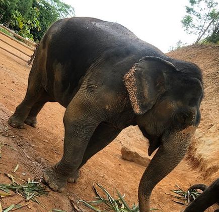 Phuket Elephan Ssanctuary Village 1