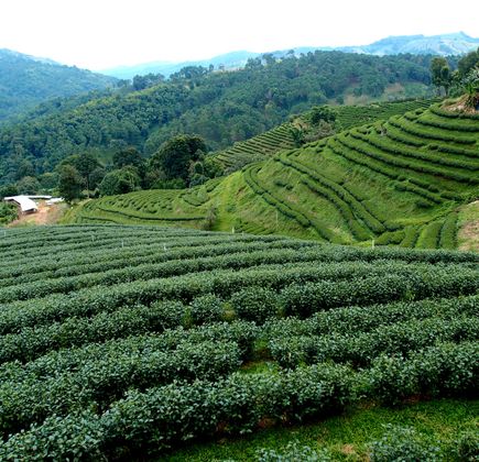 Tea Plantations 1
