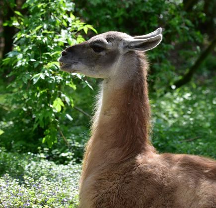 Tierpark Stadt Haag 1