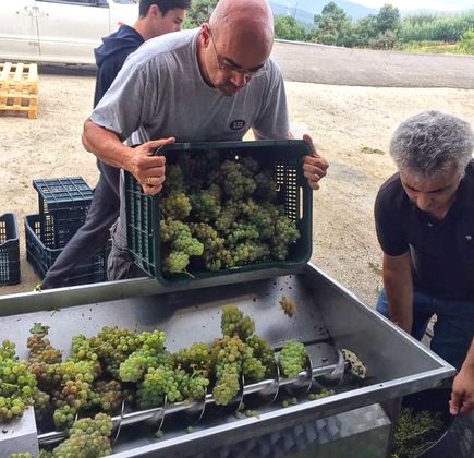 Tiempos de Vendimia 1