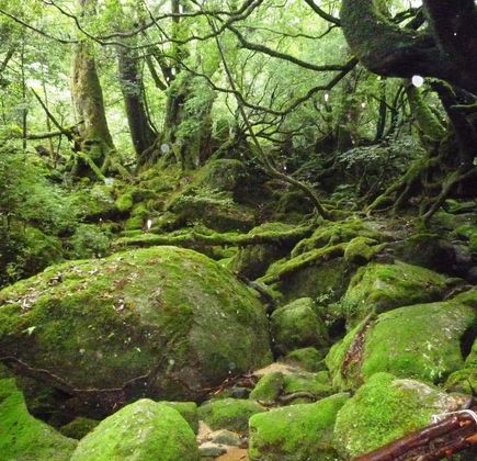 Shiratani Unsuikyo Valley 1