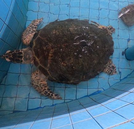 Turtle Conservation Center 1