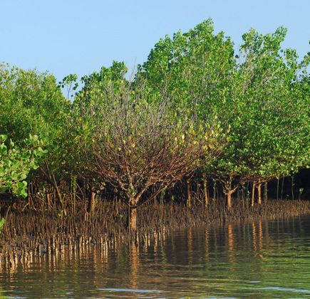Mangrove Forest 1