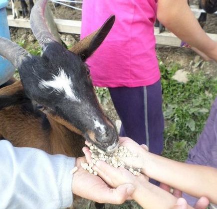 La Ferme du Cugnon 1