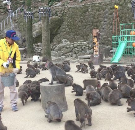 Takasakiyama Natural Zoo 1