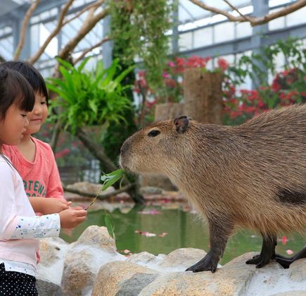 Kobe Animal Kingdom 1