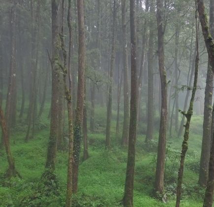 Chungnyeongsan Cypress Forest 1