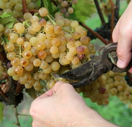 Fattoria Del Piccione 1