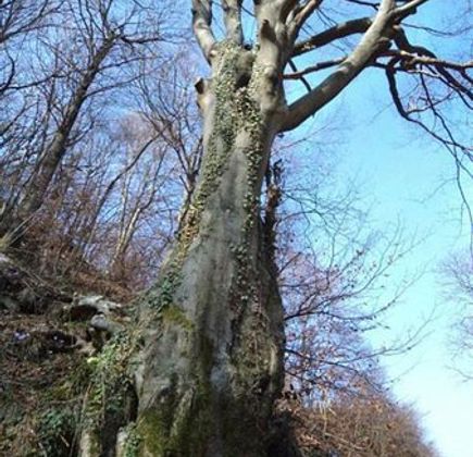 fontanino dellavvocato 1