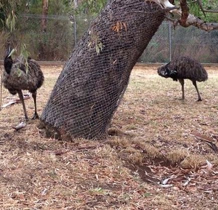 Cleland Wildlife Park 1