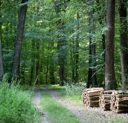 Berce Forrest 1