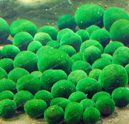 Marimo Farm 1