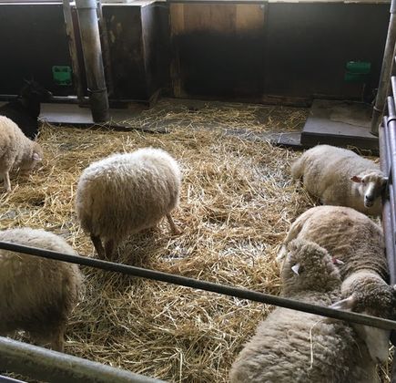 World Sheep Museum 1