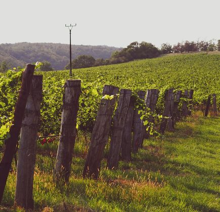 Grape Mill Vineyard and Winery 1