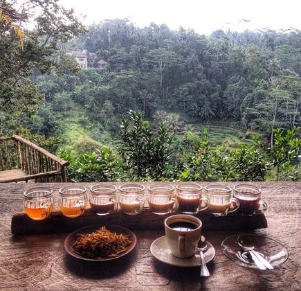 Bali Pulina Coffee Plantation 1