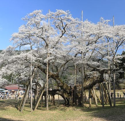 Minoge No Usuzumisakura 1