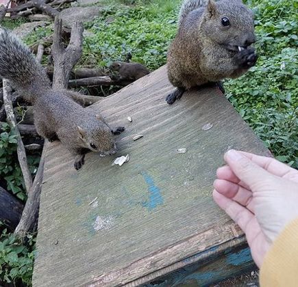 Machida Squirrel Garden 1