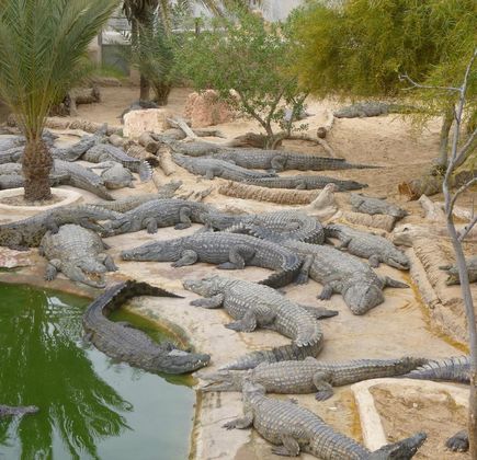The Crocodile Farm 1