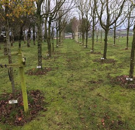 Ringfinnan Garden of Remembrance 1