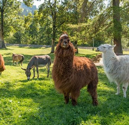 Stiftung Alpenruhe 1