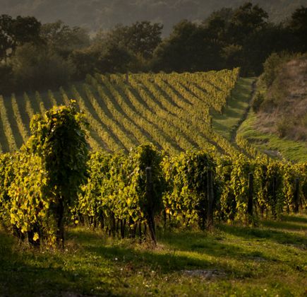 Francesco Scanavino Winery 1