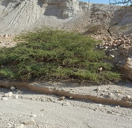 Nachal David Stream 1