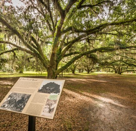 Hofwyl-Broadfield Plantation 1