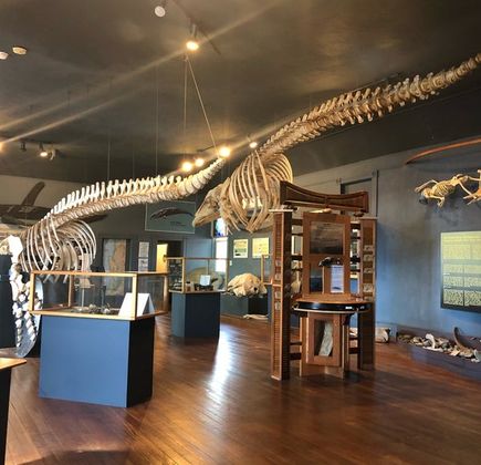 The Whale Museum 1