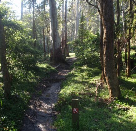 Berowra Valley National Park 1