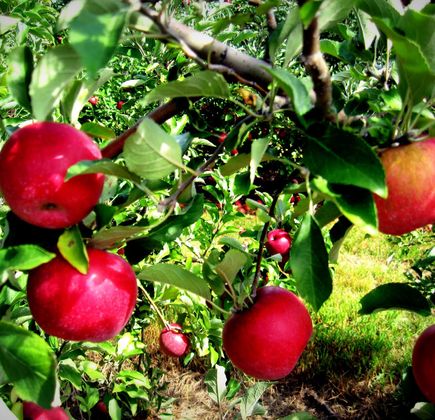 Hick's Apple Orchard 1