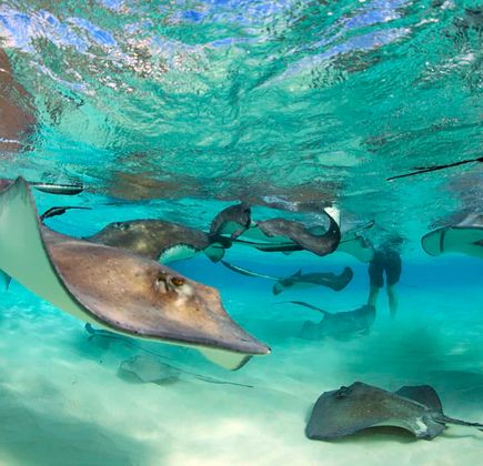 Stingray City 1