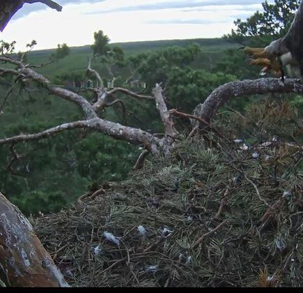 Eagles Nest 1