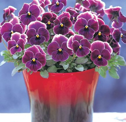 Pansy House 1