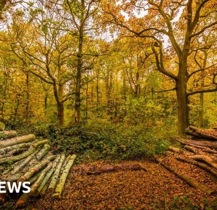 Wytham Woods 1