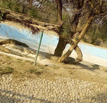 Nahargarh Biological Park 1