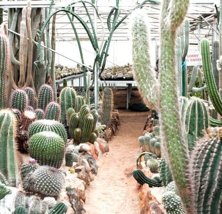 Orana Cactusworld 1