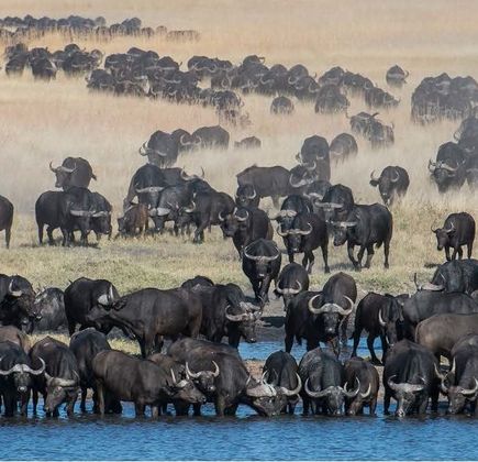African Safari Walks 1
